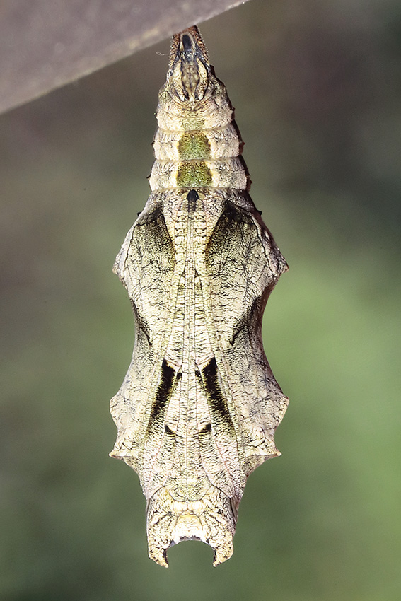 Bruco da determinare